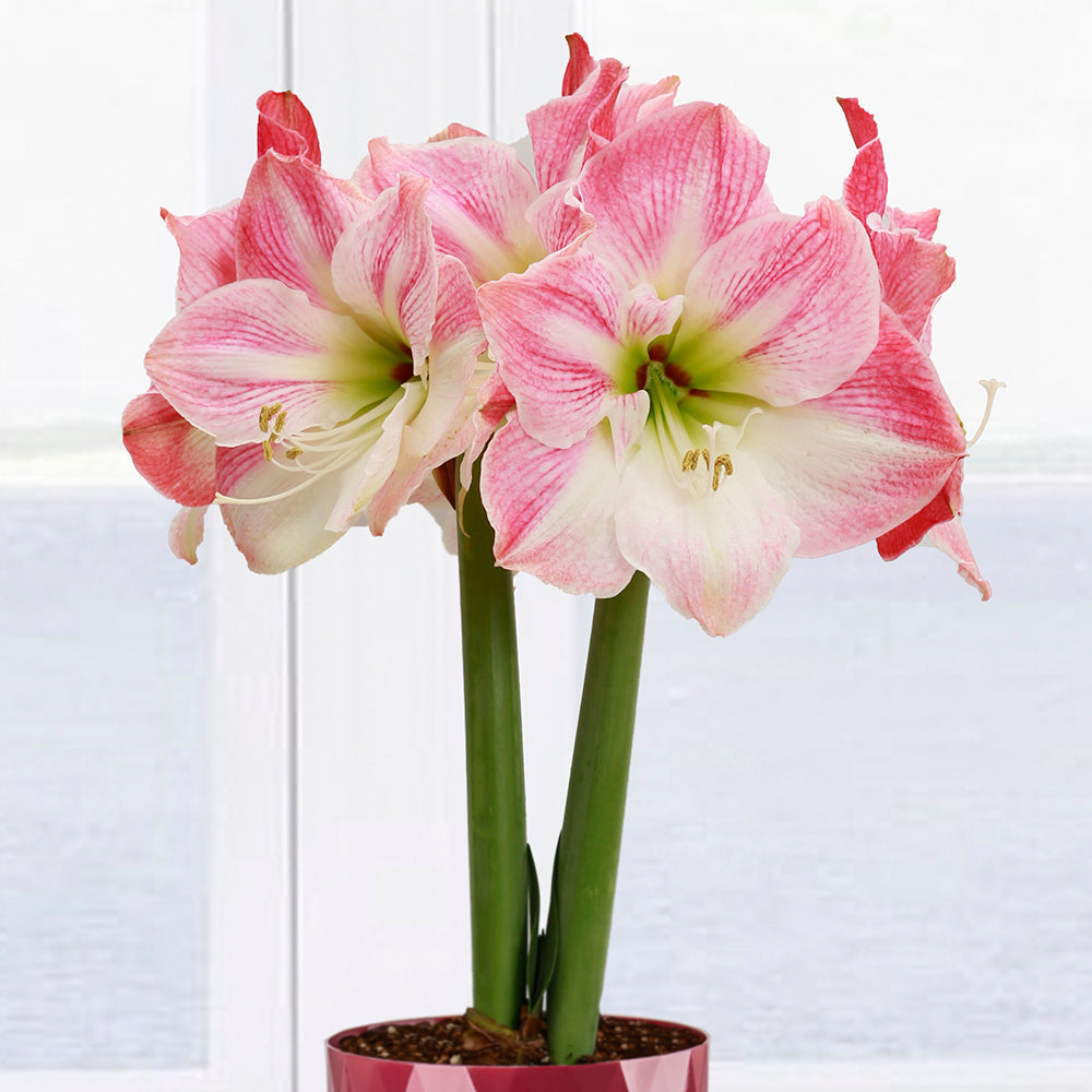 Amaryllis ‘Cherry Blossom’ (Hippeastrum hybrid)