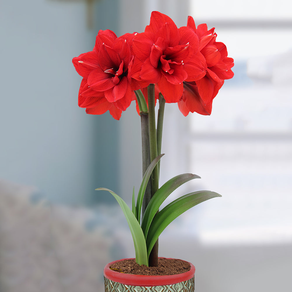 Amaryllis ‘Double King’ (Hippeastrum hybrid)