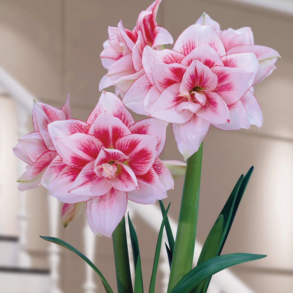 Amaryllis ‘Elvas’ (Hippeastrum hybrid)