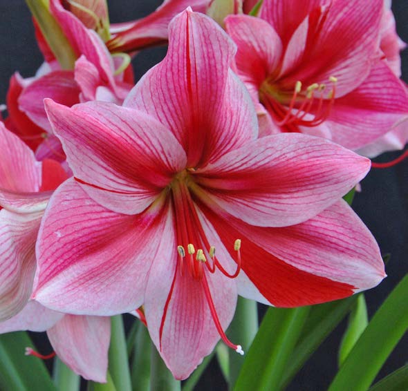 Amaryllis ‘Gervase’ (Hippeastrum hybrid)