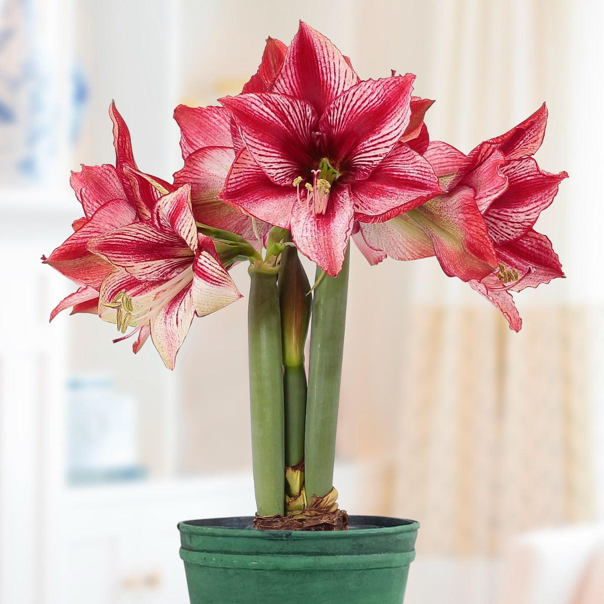 Amaryllis Peruvian ‘Revelation’ (Hippeastrum hybrid)