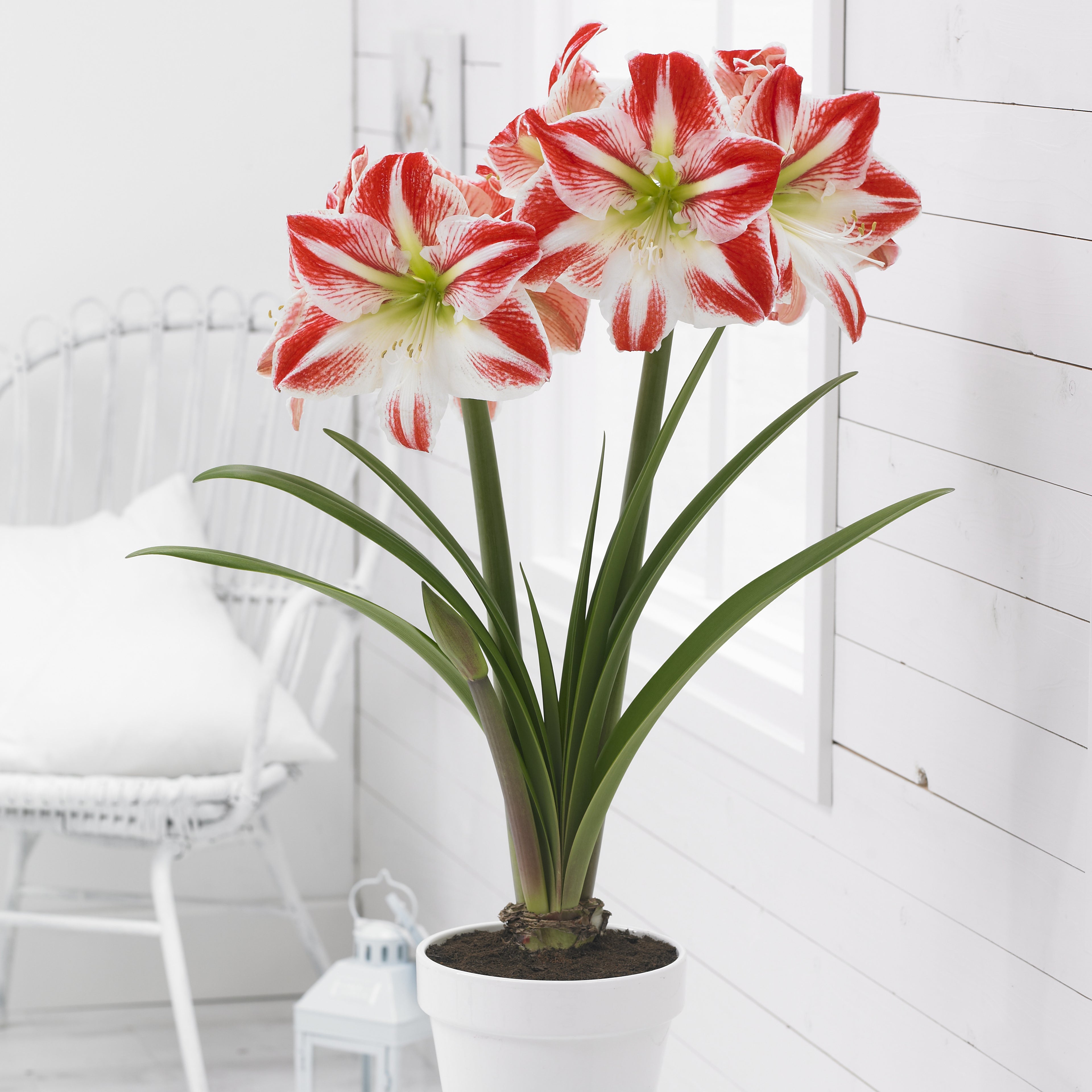Amaryllis ‘Spartacus’ (Hippeastrum hybrid)