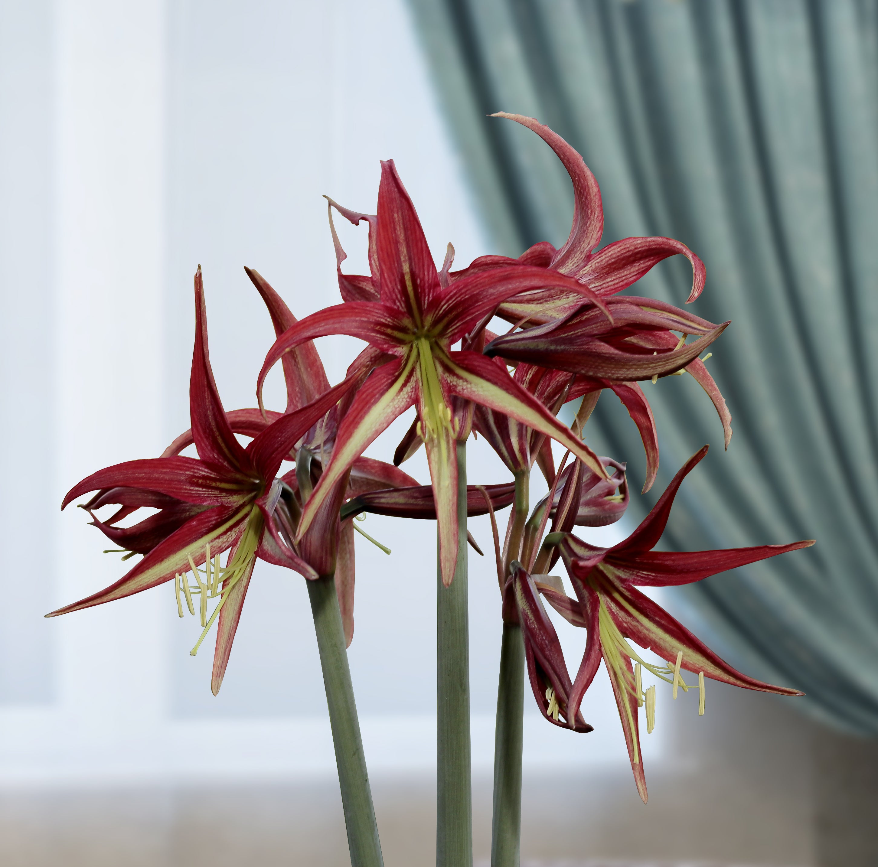Amaryllis ‘Tango’ (Hippeastrum hybrid)