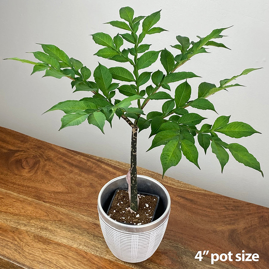 Voodoo Lily (Amorphophallus konjac)