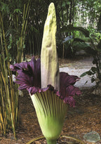 Corpse Flower (Amorphophallus titanum)