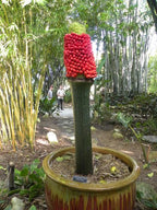 Corpse Flower (Amorphophallus titanum)