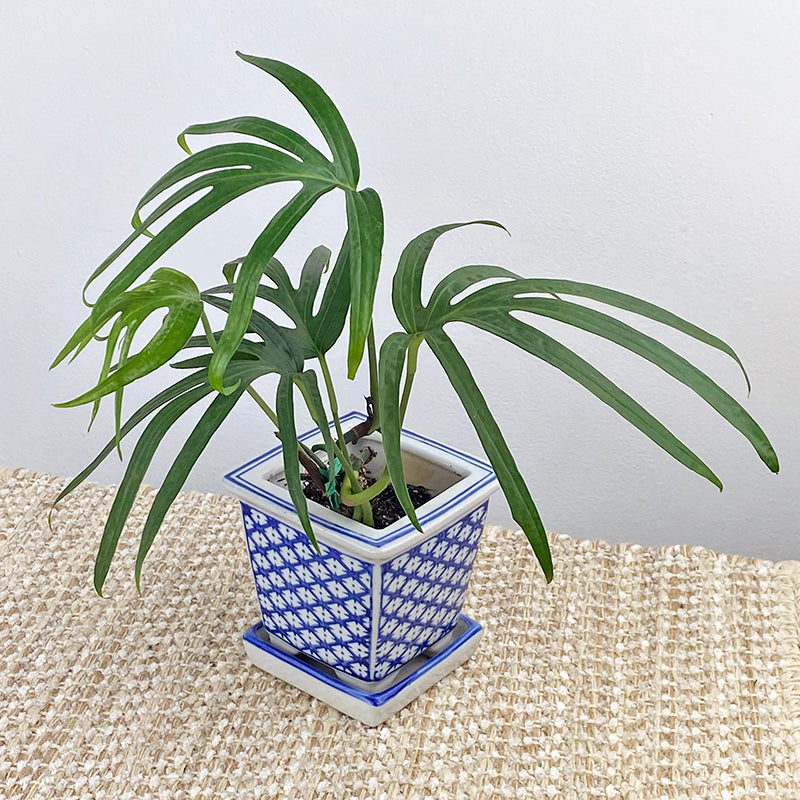 Amydrium zippelianum (Amydrium zippelianum)