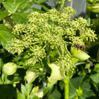 Ashitaba (Angelica keiskei)