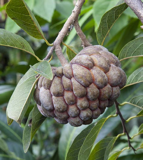 Sugar Apple ‘Thai Green’ (Annona squamosa)