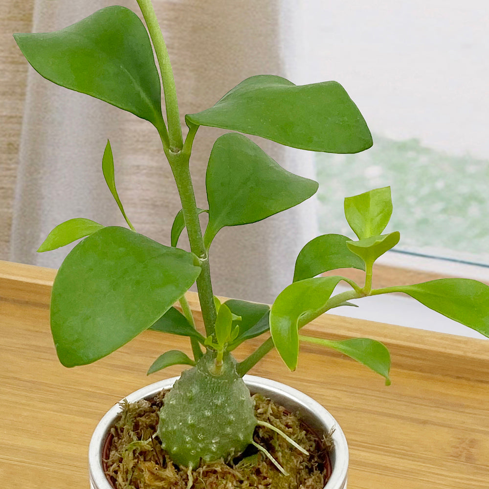 Ant Plant (Hydnophytum papuanum)