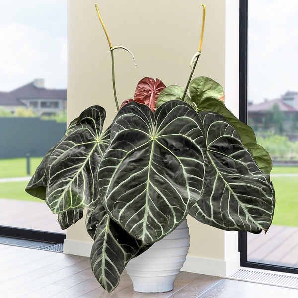 anthurium for sale online Anthurium Magnificum, 6" Plant, The Plant Farm