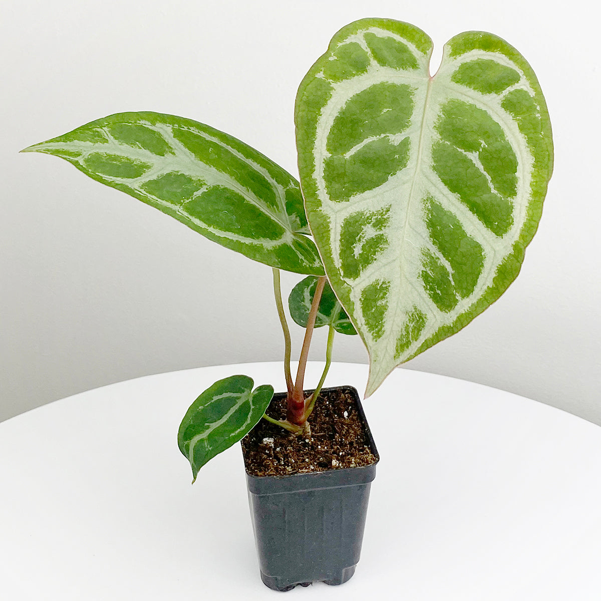 Anthurium magnificum For Sale – Logee's Plants