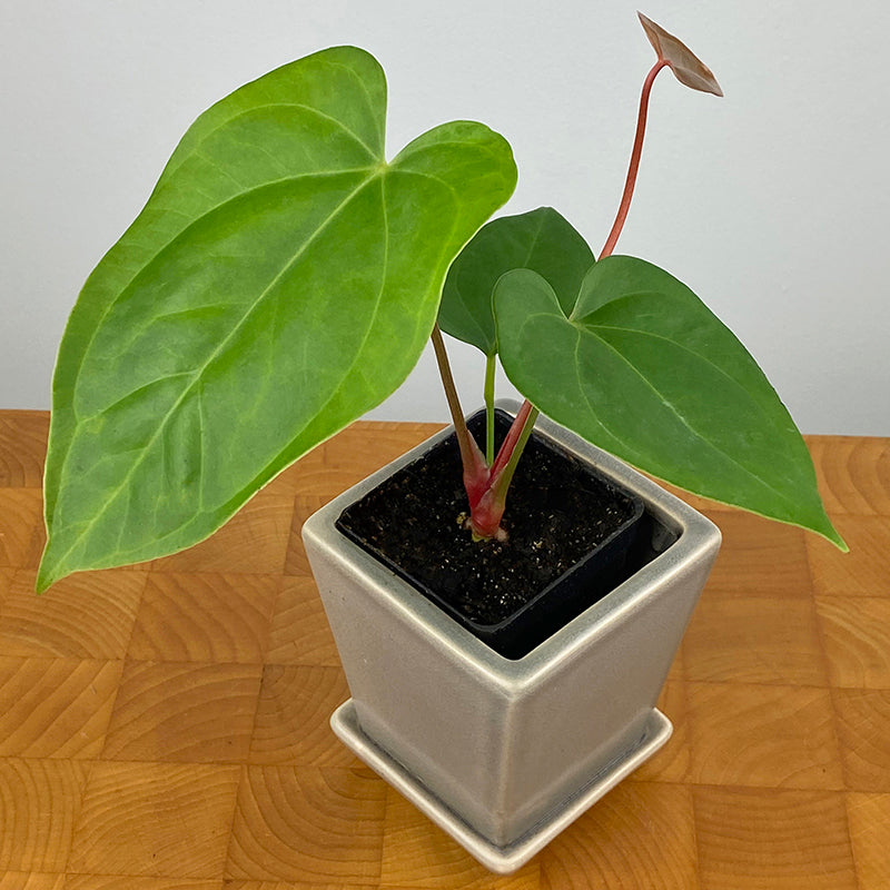 Anthurium magnificum x A. Nigrolaminum ‘Gigi’