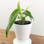 wendlingeri anthurium Anthurium wendlingeri For Sale – Logee's Plants