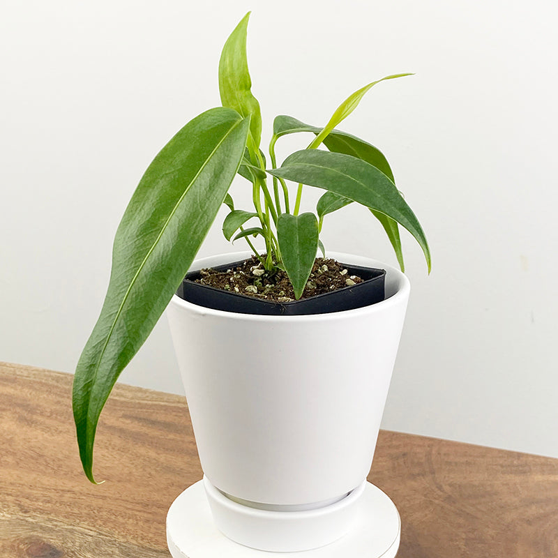 anthurium salgarense for sale Anthurium wendlingeri For Sale – Logee's Plants