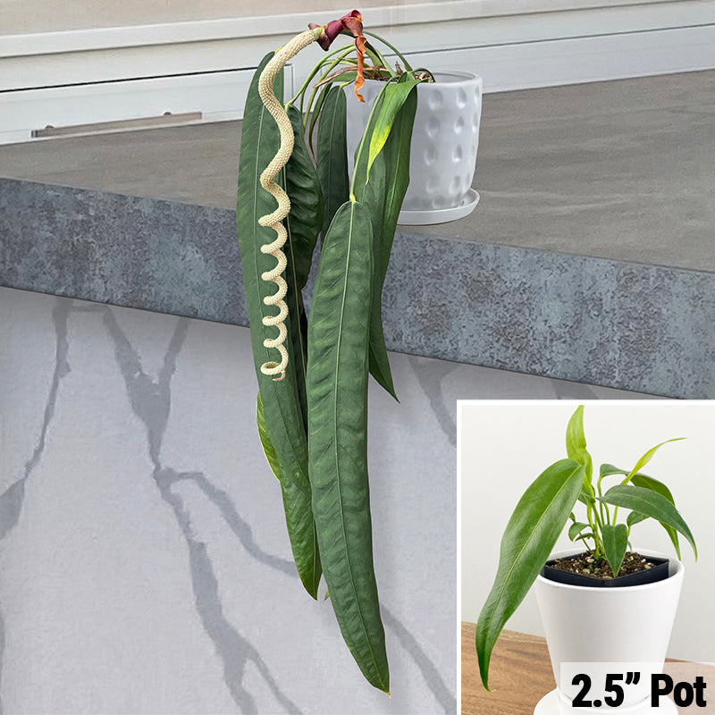 Anthurium wendlingeri