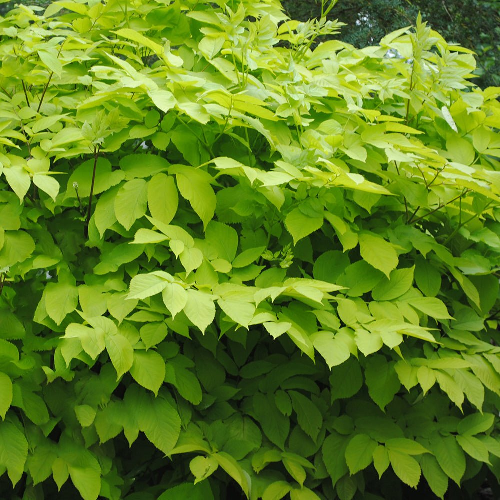 Aralia ‘Sun King’ (Aralia cordata)
