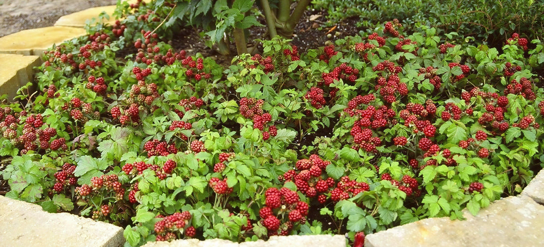 Arctic Raspberries ‘Beta’ & ‘Sophia’ plant set for sale