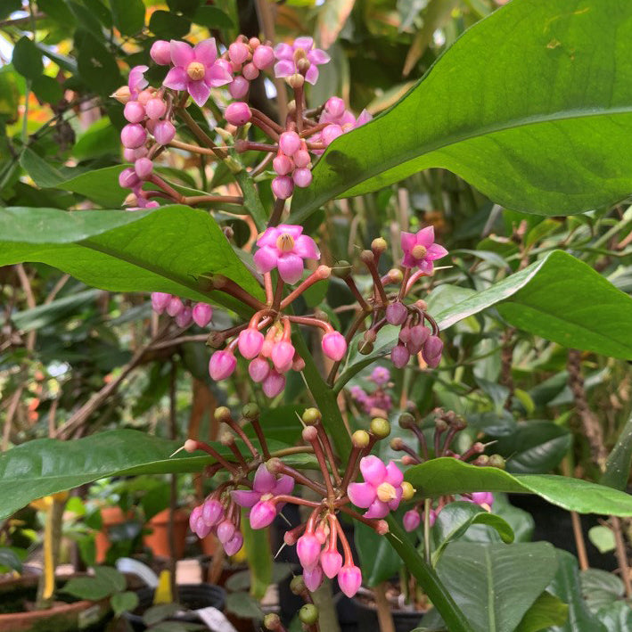 Low Shoebutton (Ardisia humilis)