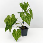 Aristolochia leuconeura