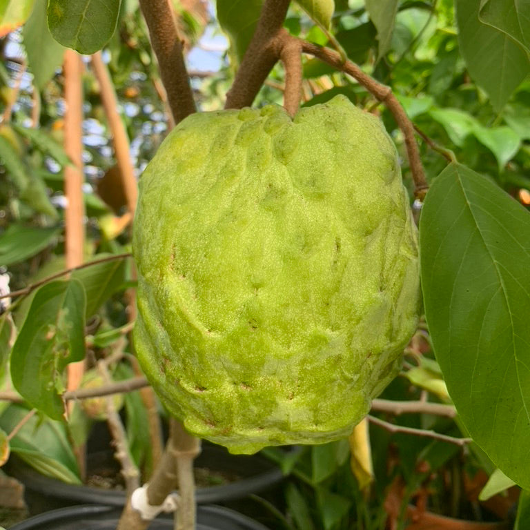 Atemoya Fruit Tree ‘African Pride’ (Atemoya hybrid)