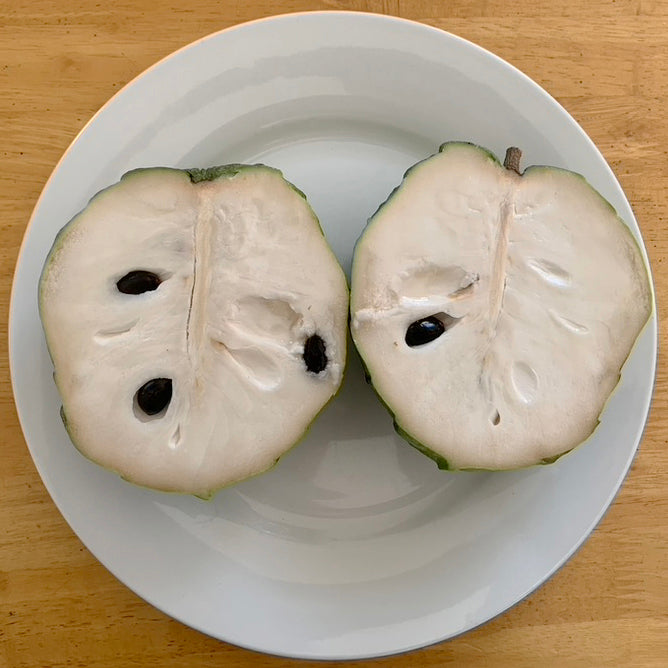 Atemoya Fruit Tree ‘African Pride’ (Atemoya hybrid)