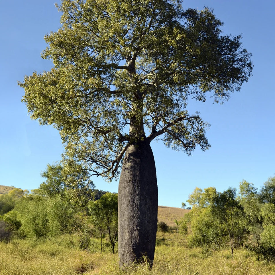 Australian Bottle Tree mature tree