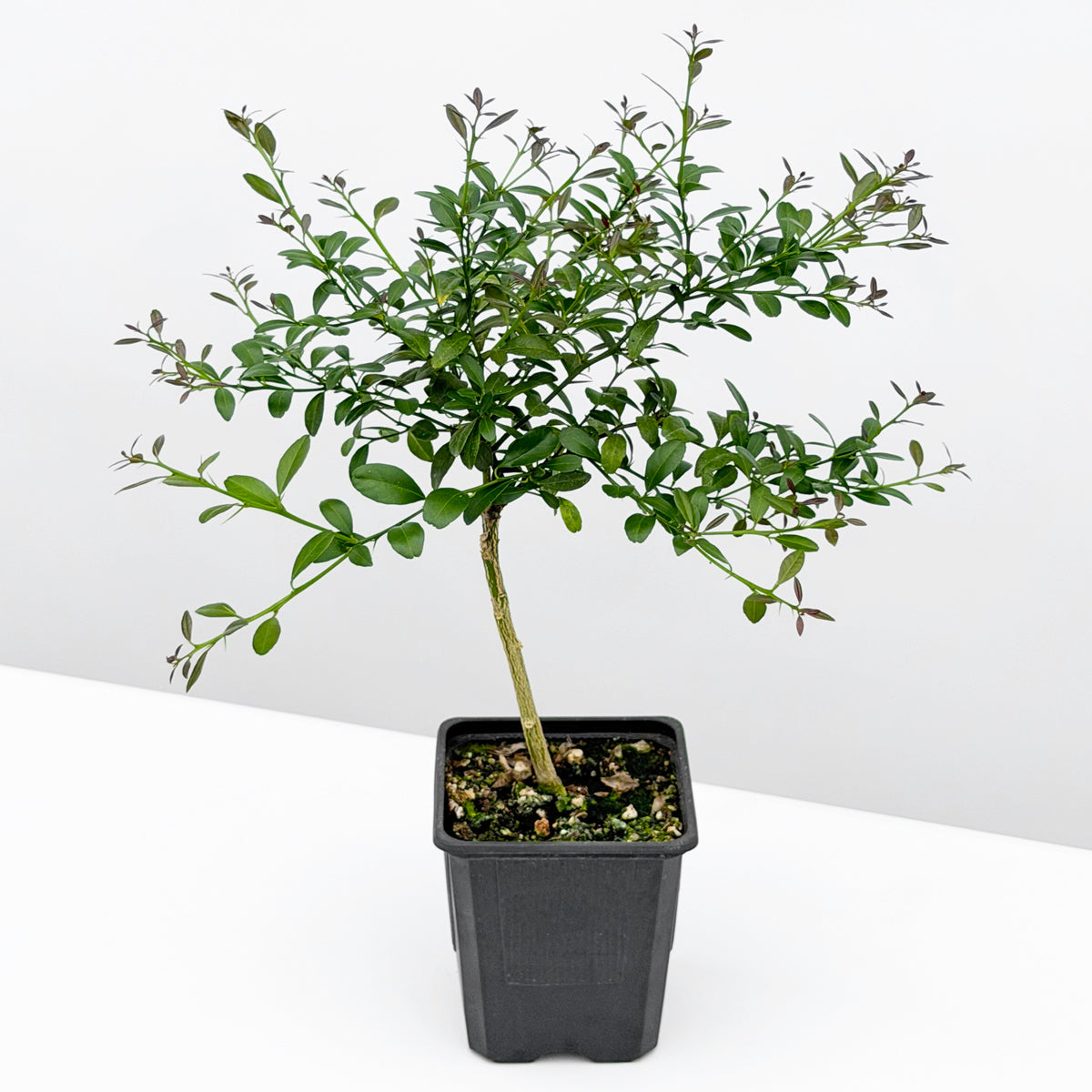 Australian Red Lime Tree 4" pot