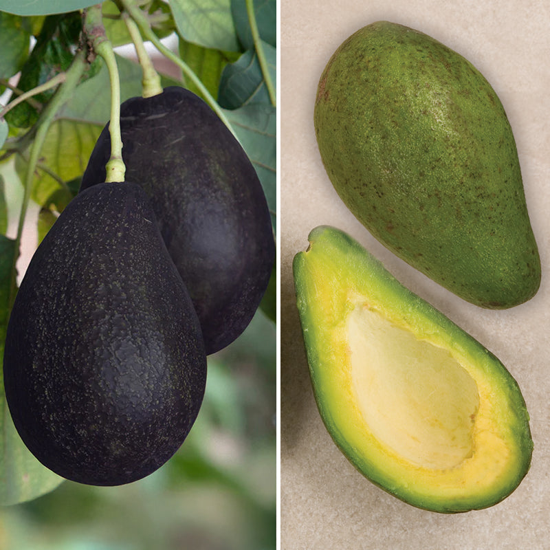 Avocado Tree Set 'Day' and 'Oro Negro' (Persea americana)