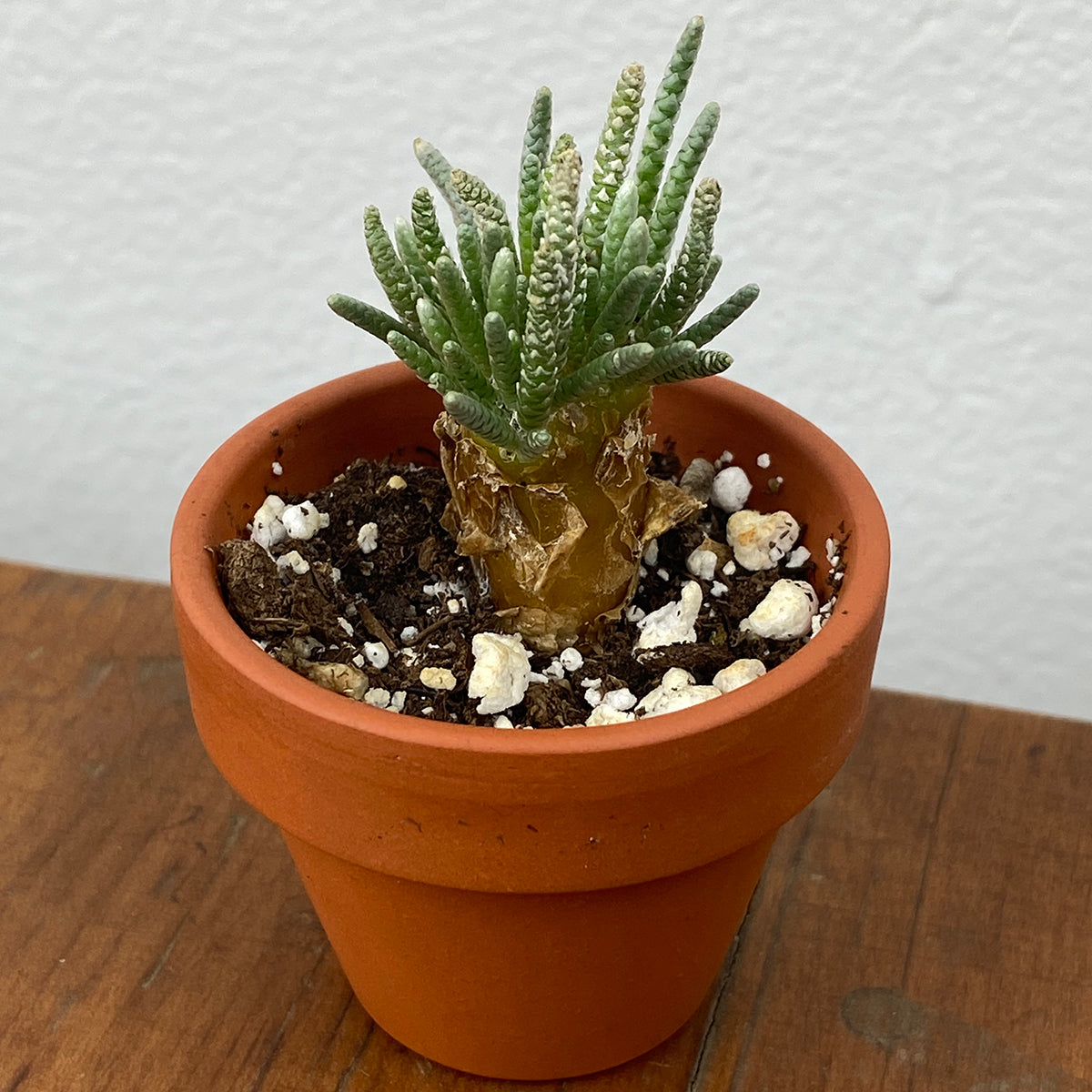 Avonia in Terracotta Pot (Avonia quinaria)