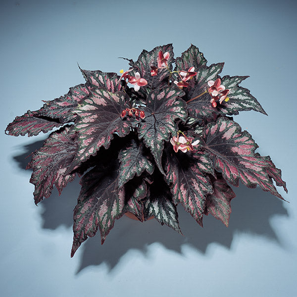 Begonia 'Helen Teupel' (Begonia rex hybrid)