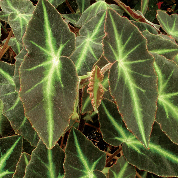 Begonia listada (Begonia species)