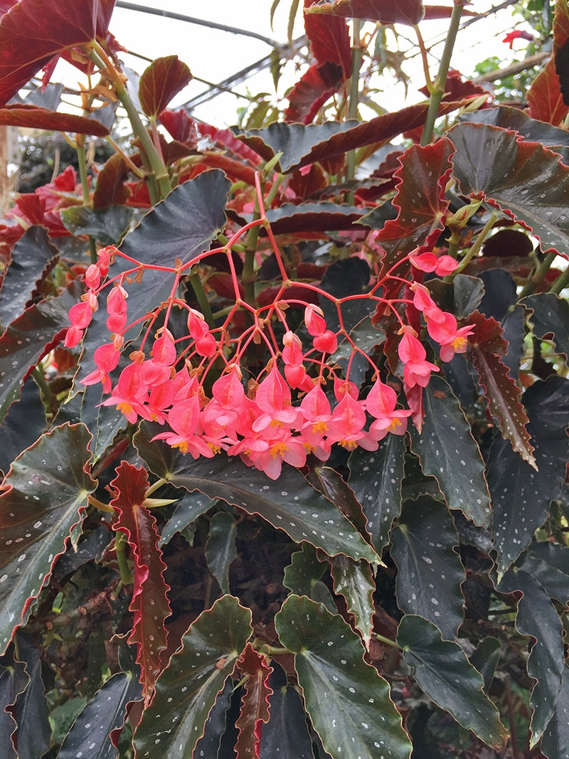 Angel Wing Begonia ‘Pinafore’ (Begonia fibrous hybrid)