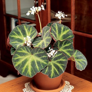 Begonia ‘Soli-Mutata’ (Begonia rhizomatous hybrid)