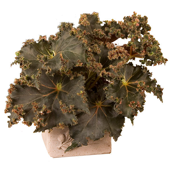 Begonia ‘Munchkin’ (Begonia rhizomatous hybrid)