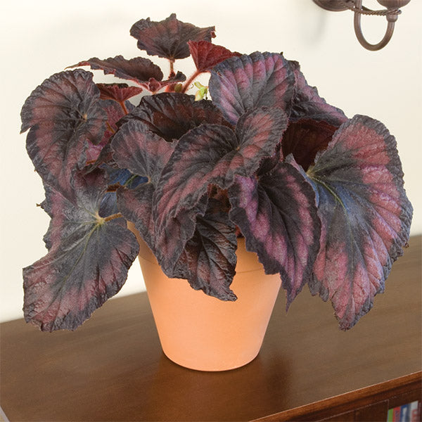Begonia ‘Her Majesty’ (Begonia rex hybrid)