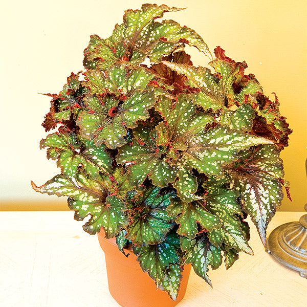 Begonia ‘Frances Valentine’ (Begonia rex hybrid)