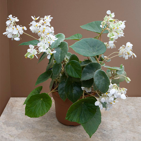 Kellerman's Begonia (Begonia kellermanii)