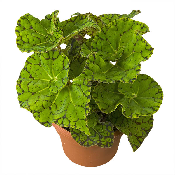 Begonia ‘Froggy’ (Begonia rex hybrid)