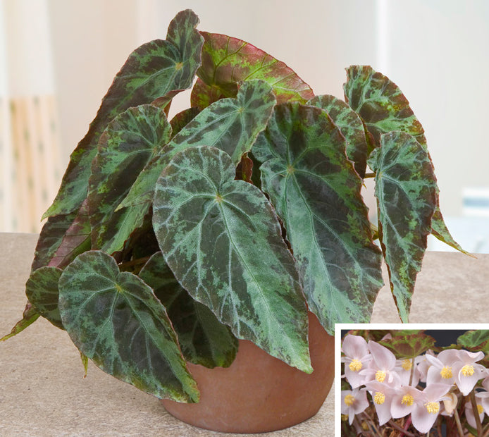 Begonia burkillii (Begonia species)