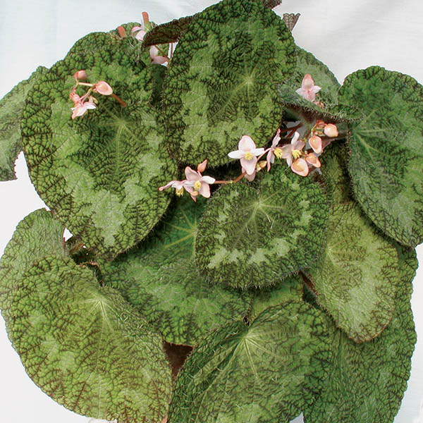 Begonia sizemoreae (Begonia species)