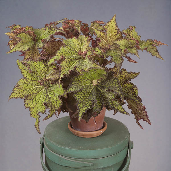 Begonia ‘Shooting Star’ (Begonia rhizomatous hybrid)