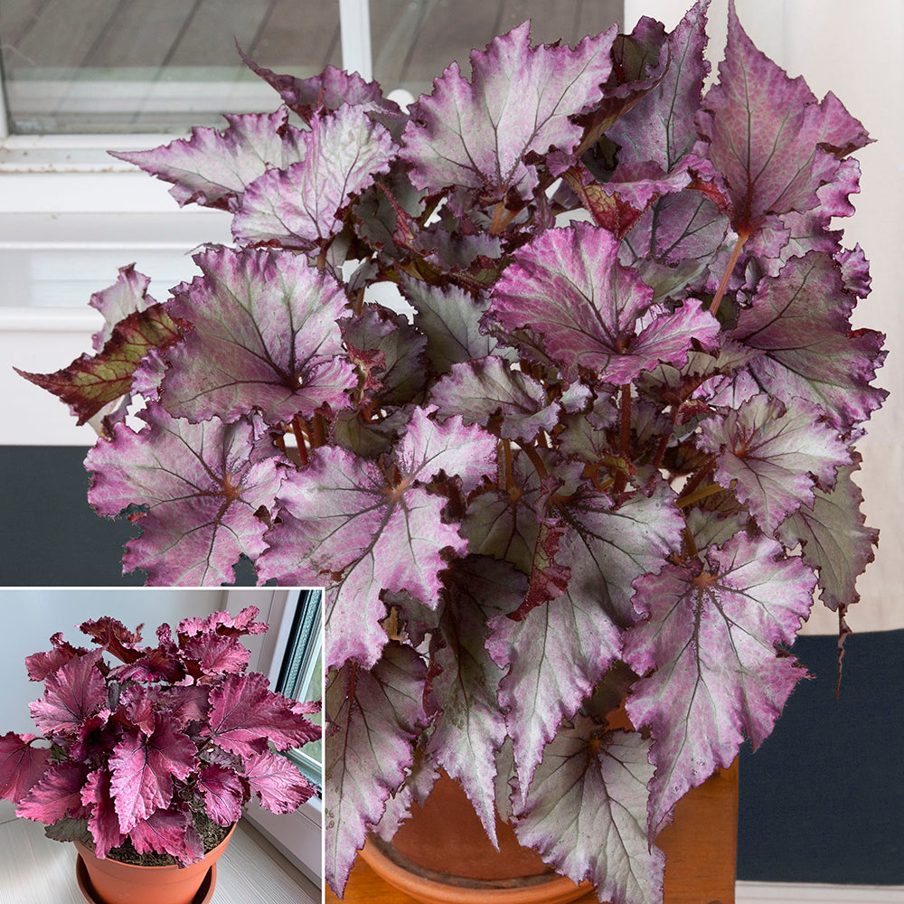 Begonia ‘Satin Jazz’