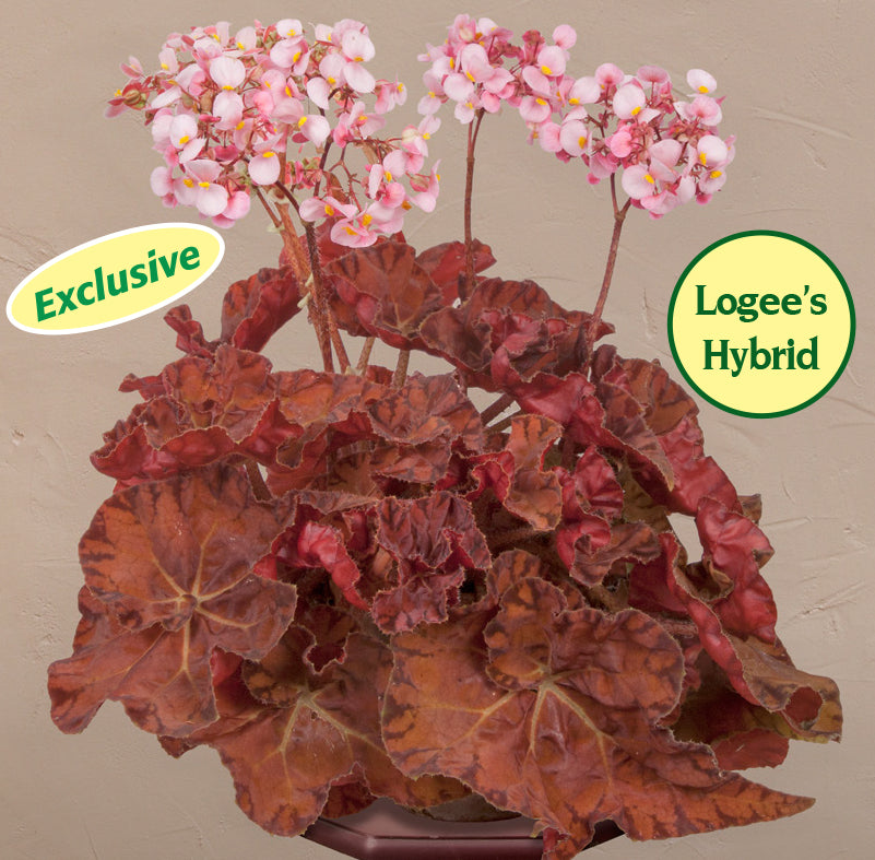 Begonia ‘Autumn Crinkle’ (Begonia rhizomatous hybrid)