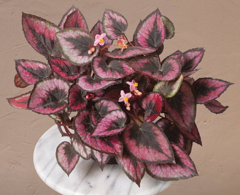 Begonia ‘Regal Minuet’ (Begonia rex hybrid)
