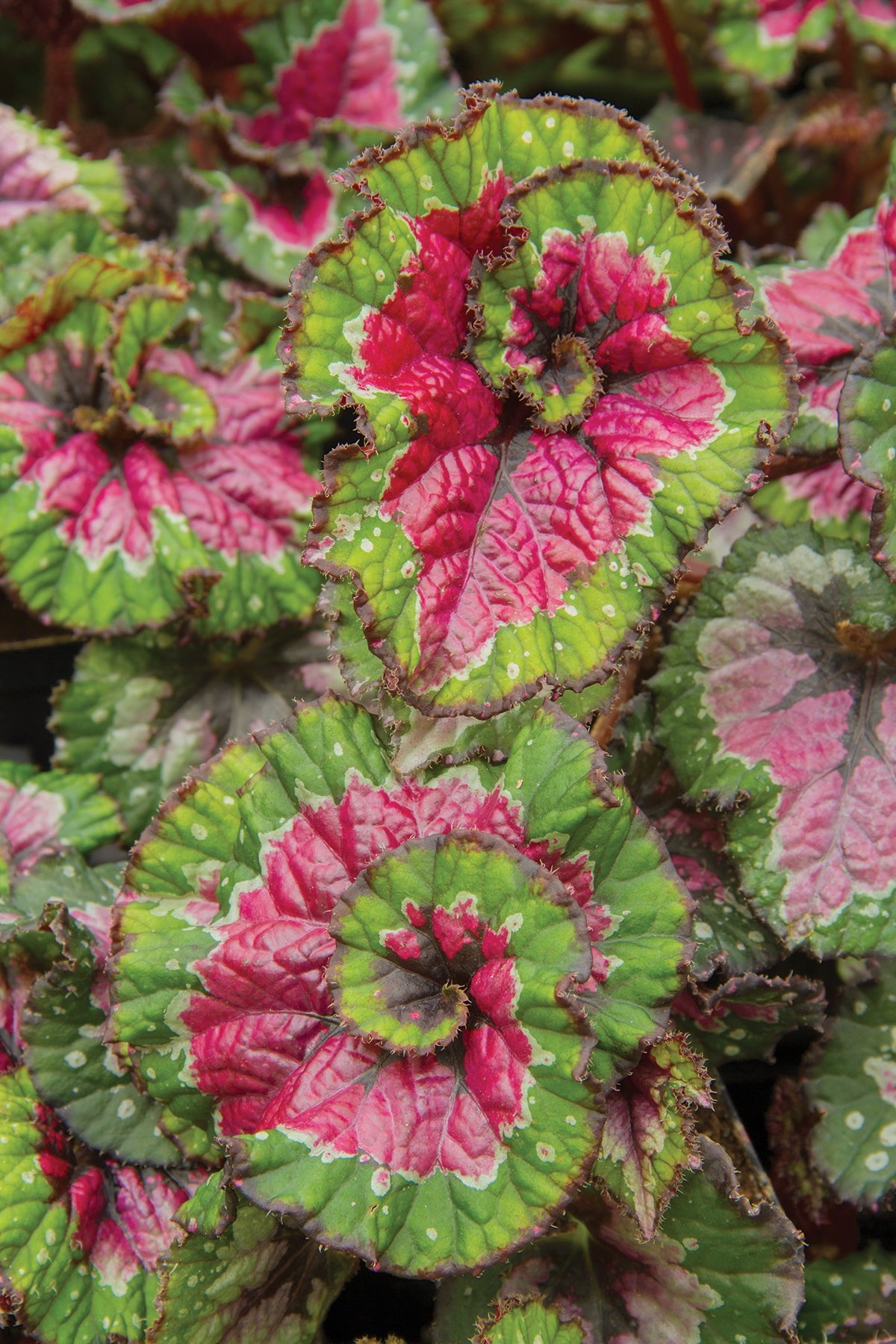 Begonia ‘Paso Doble’ (Begonia rex hybrid)