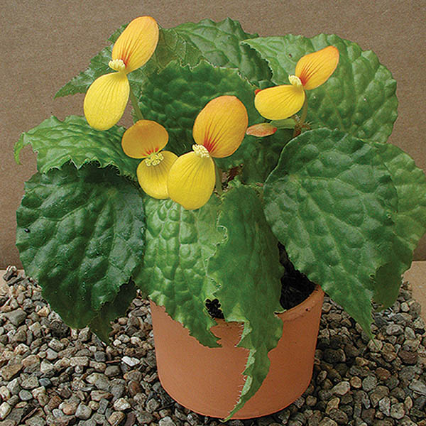 Begonia ‘Buttercup’ (Begonia fibrous hybrid)