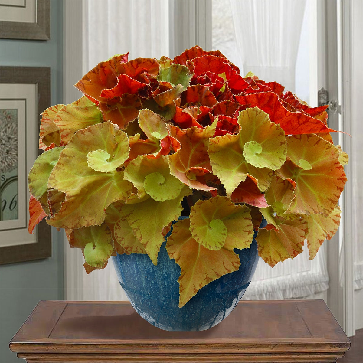 Begonia ‘Martha Stewart’ (Begonia rhizomatous hybrid)