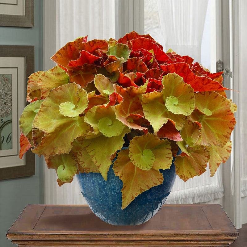 Begonia 'Martha Stewart' - only available at Logee's
