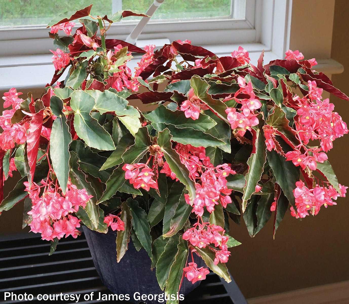 Begonia ‘Torch’ (Begonia fibrous hybrid)